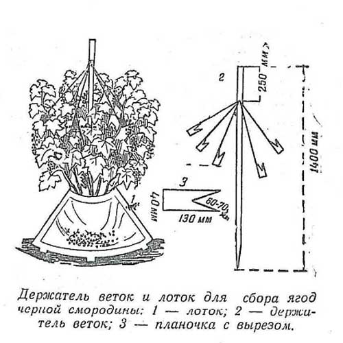 сбор урожая